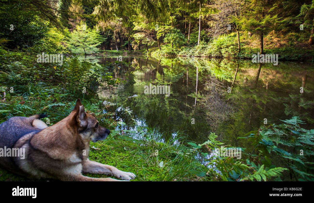 shepperd dog at Forest lake  wildlife nature calm landscape scenery Stock Photo