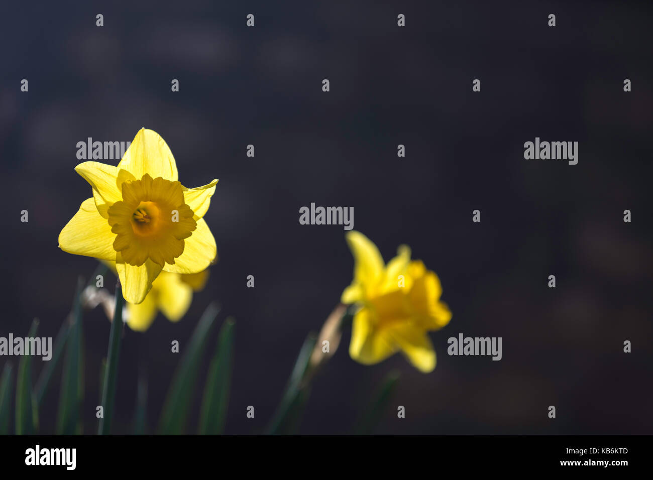 Backlit daffodils in spring garden Stock Photo