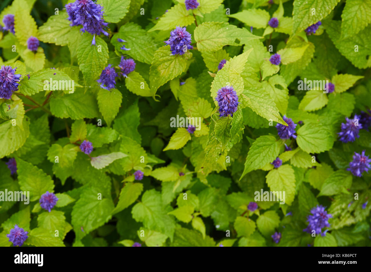 mountain flower mint Stock Photo Alamy