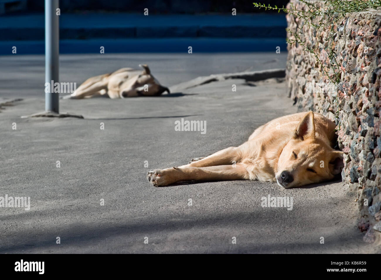 Homeless dogs sleeping street hires stock photography and images Alamy