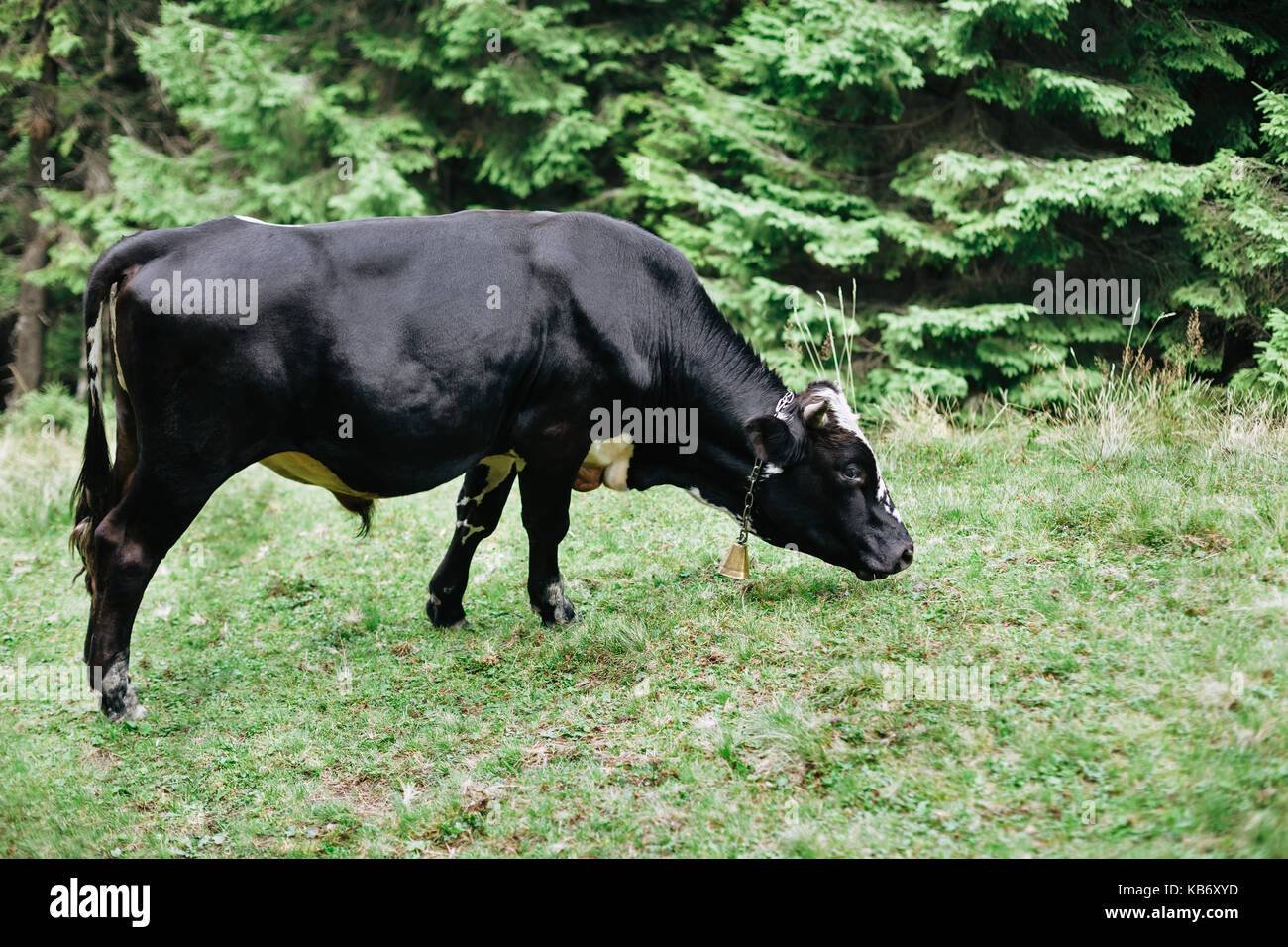 Black cow grazing on a meadow in forest. Animal background Stock Photo ...