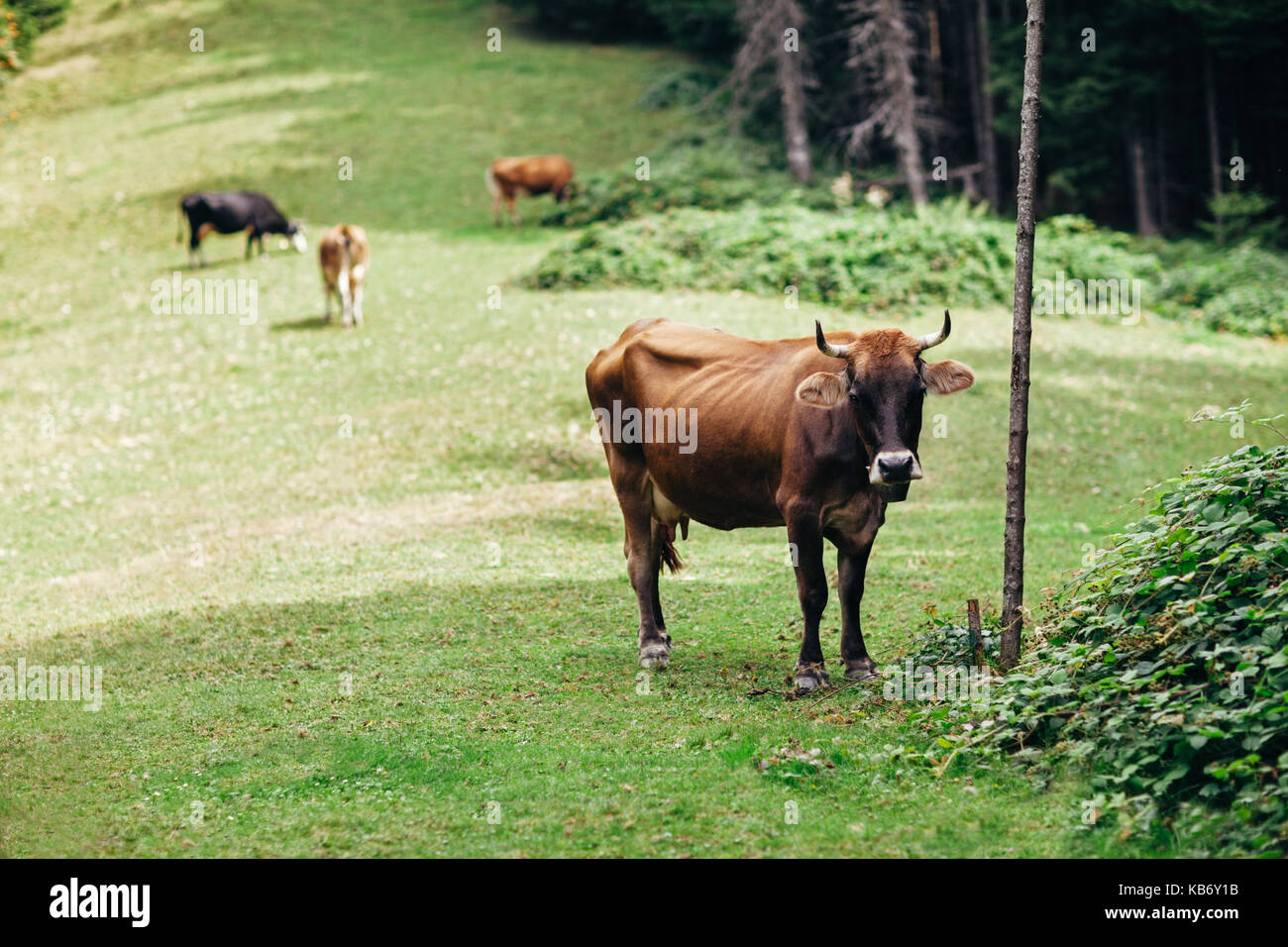 Brown cow on a meadow in forest. Animal background Stock Photo - Alamy