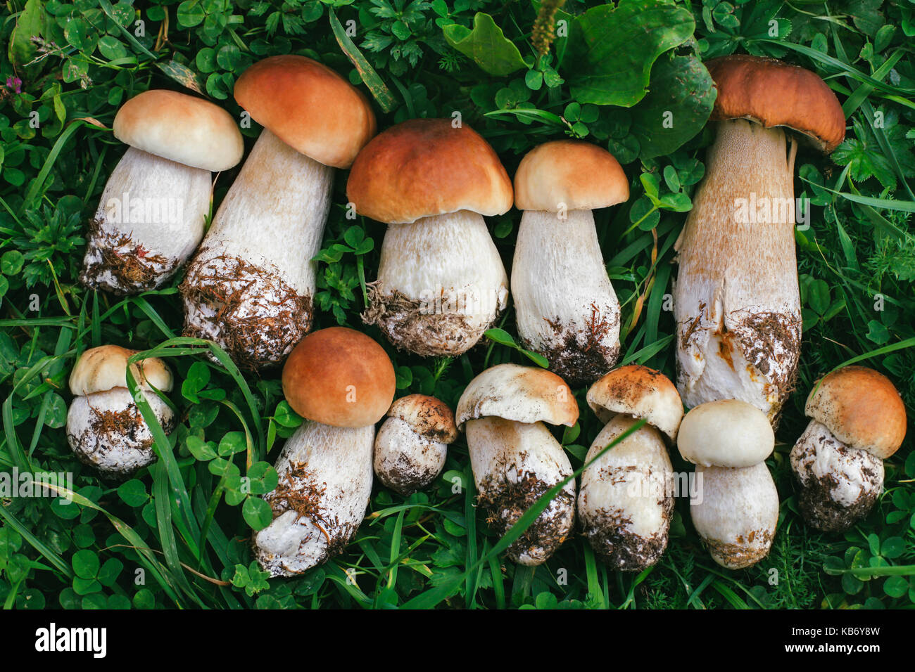 Fresh porcini mushrooms on grass in the forest. Nature background Stock