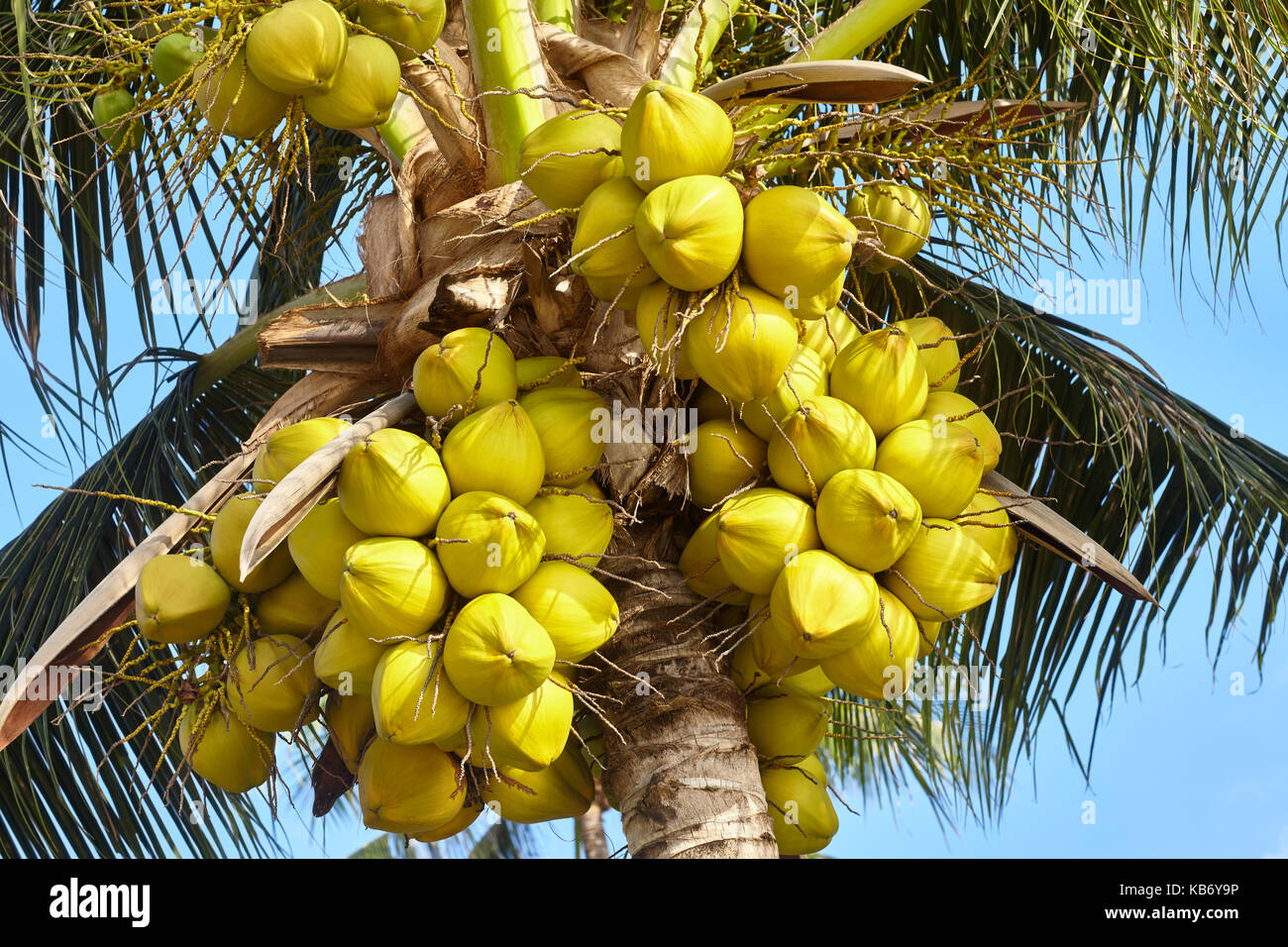 Coconut palm tree under blue sky Stock Photo