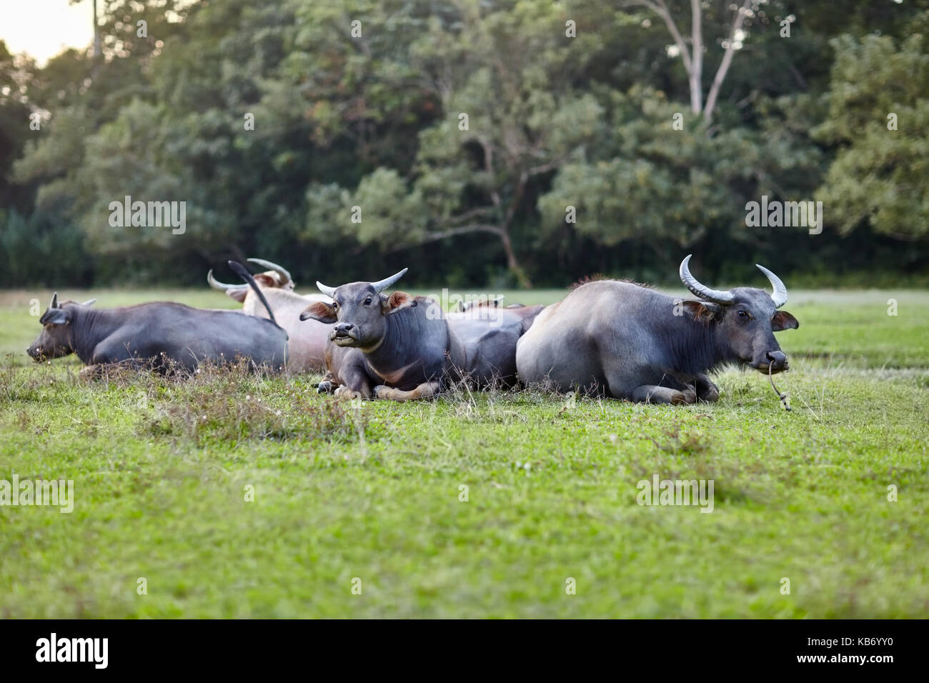 Herd of cows lying on green grass Stock Photo - Alamy