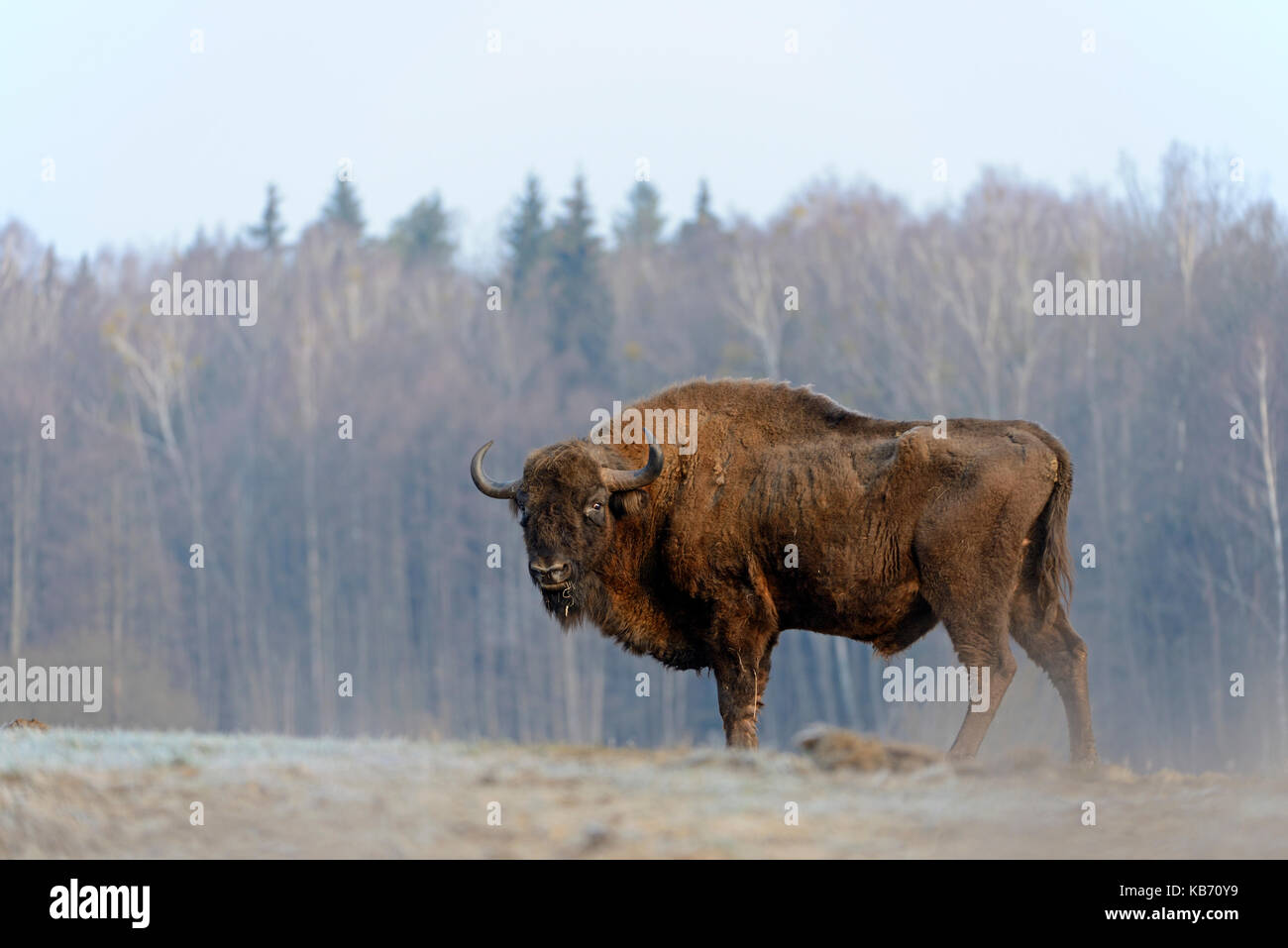 European Bison (Bison bonasus) standing in its environment, Poland, Bialowieza Stock Photo