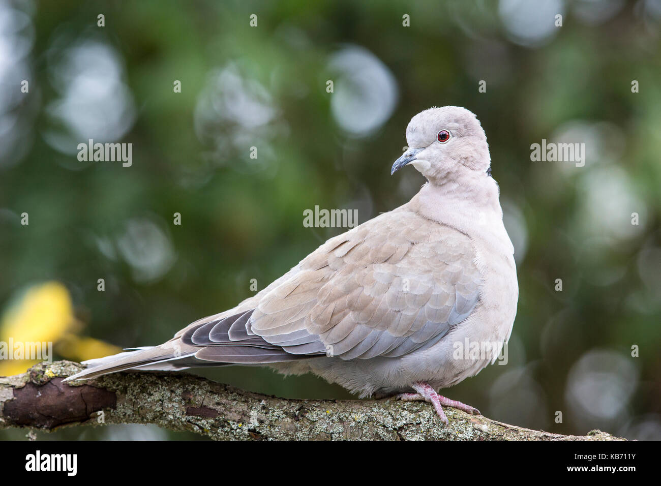 Eurasian Collared Dove (Streptopelia decaocto) perching on a branch, United Kingdom, Essex Stock Photo