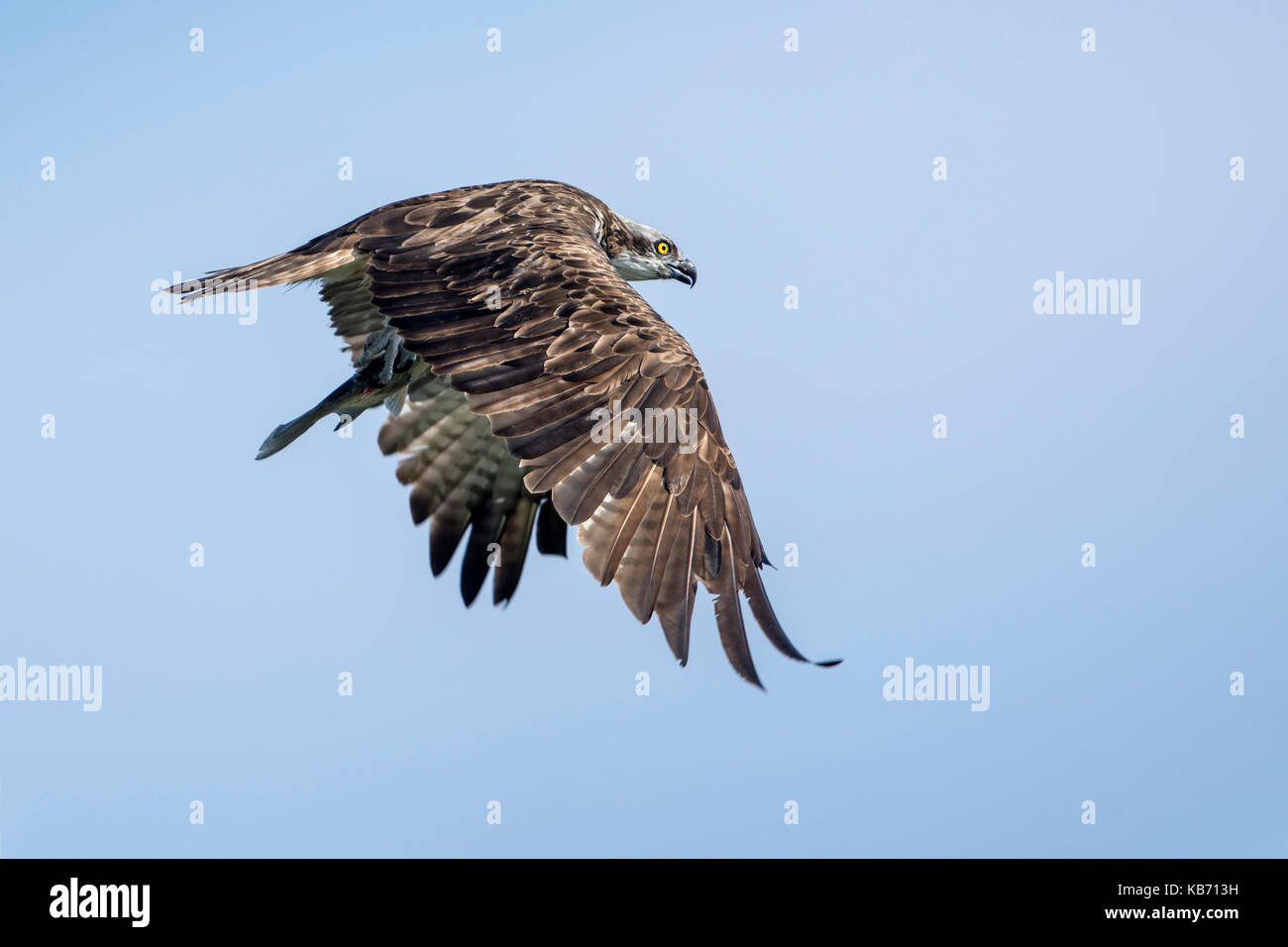Osprey (Pandion haliaetus) in flight with fish, the netherlands, overijssel, Kampen, Ketelmeer Stock Photo