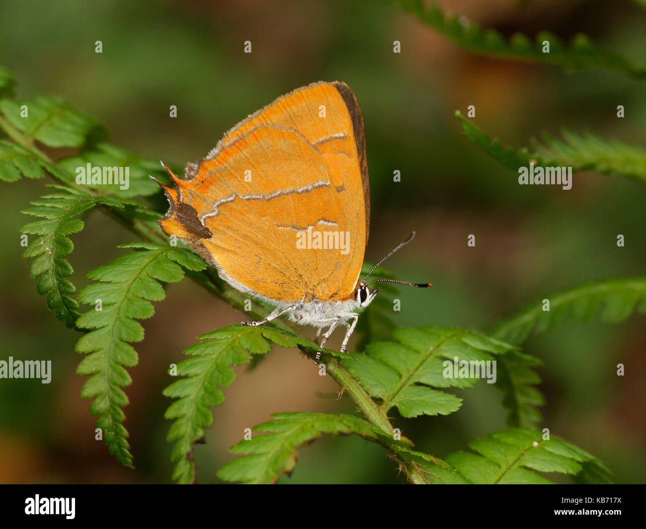 Brown Hairstreak (Thecla betulae) resting on an unidentified fern (Pteropsida sp), France Stock Photo