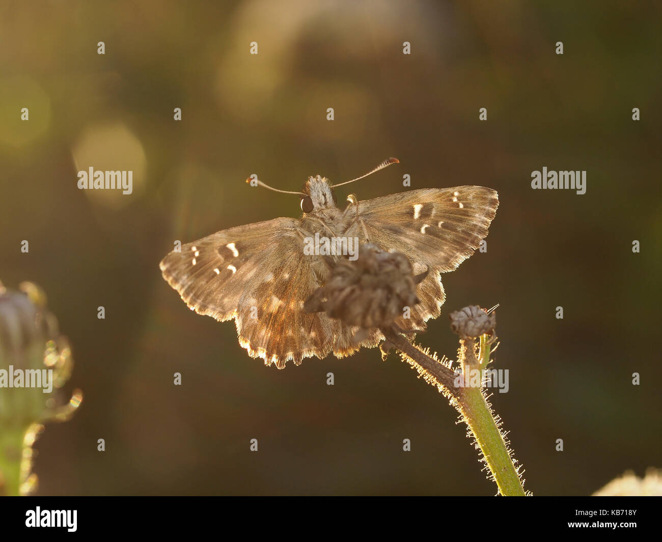 Mallow Skipper (Carcharodus alcea) warming up in the sun, France Stock Photo