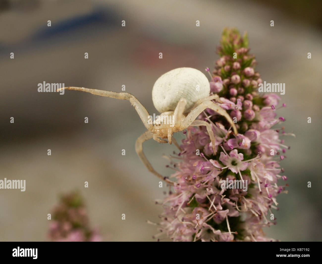 Goldenrod Crab Spider (Misumena vatia) waiting for prey on an