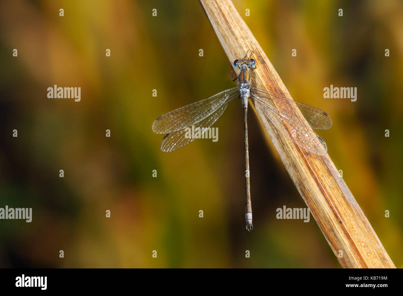 Adult Emerald Damselfly (Lestes sponsa) settled with wings spread on a ...