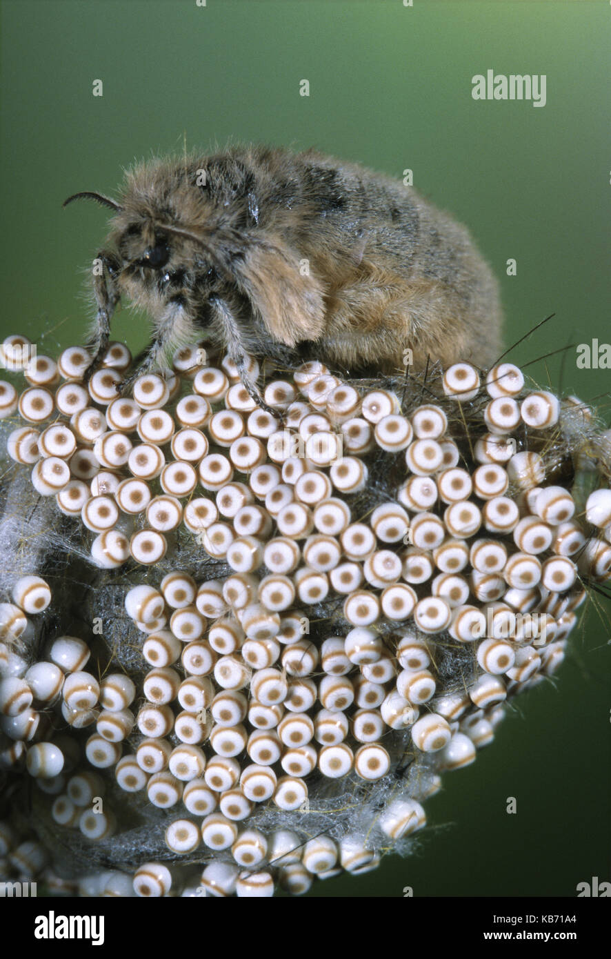 Vapourer (Orgyia antiqua) female laying eggs, Belgium Stock Photo
