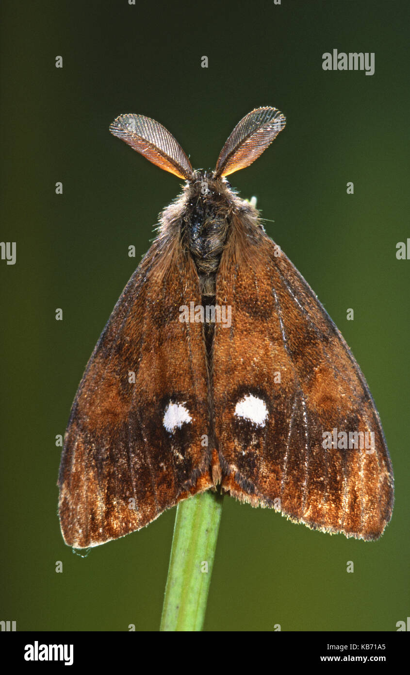 Vapourer (Orgyia antiqua) moth on top of a stem, Belgium Stock Photo