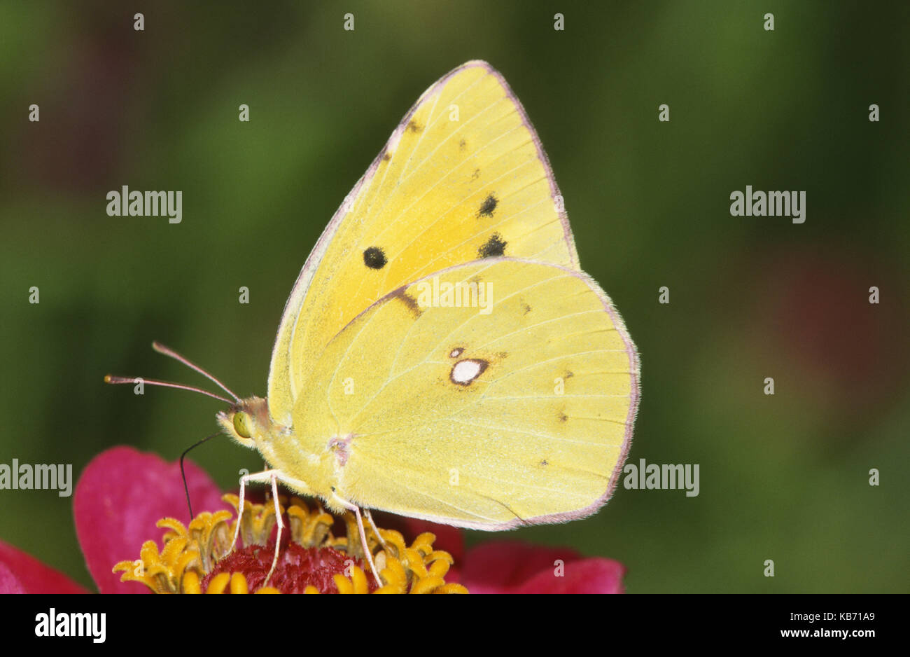 Pale Clouded Yellow (Colias hyale) butterfly on flower, Belgium Stock