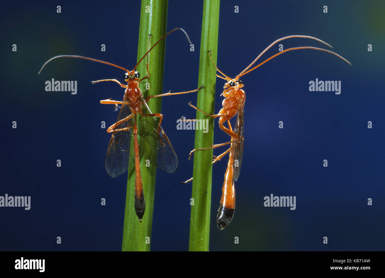 Wasps (Netelia testacea) resting on stems, Belgium Stock Photo - Alamy