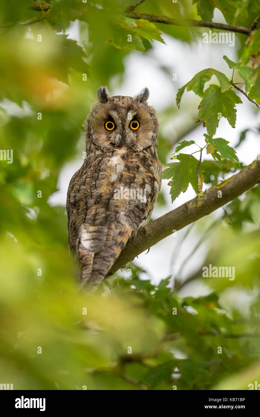 Long-eared Owl (Asio otus) perched on a tree between the leaves and looking to the camera, The Netherlands, Overijssel, Kampen Stock Photo