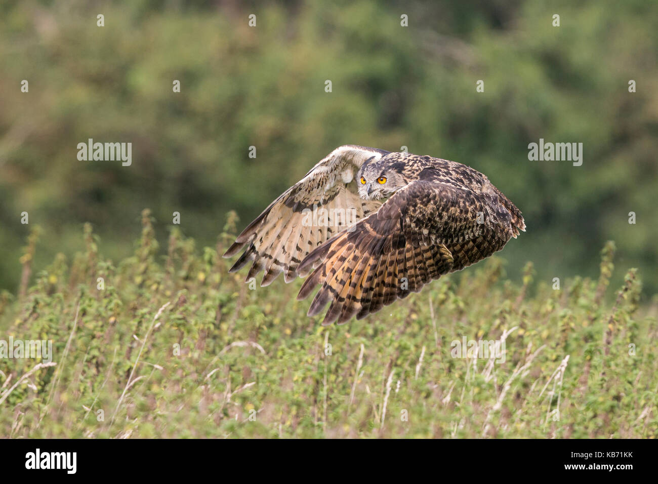 Eurasian Eagle Owl (Bubo bubo) flying low through woodland, England, Gloucestershire, The Barn Owl Centre Stock Photo