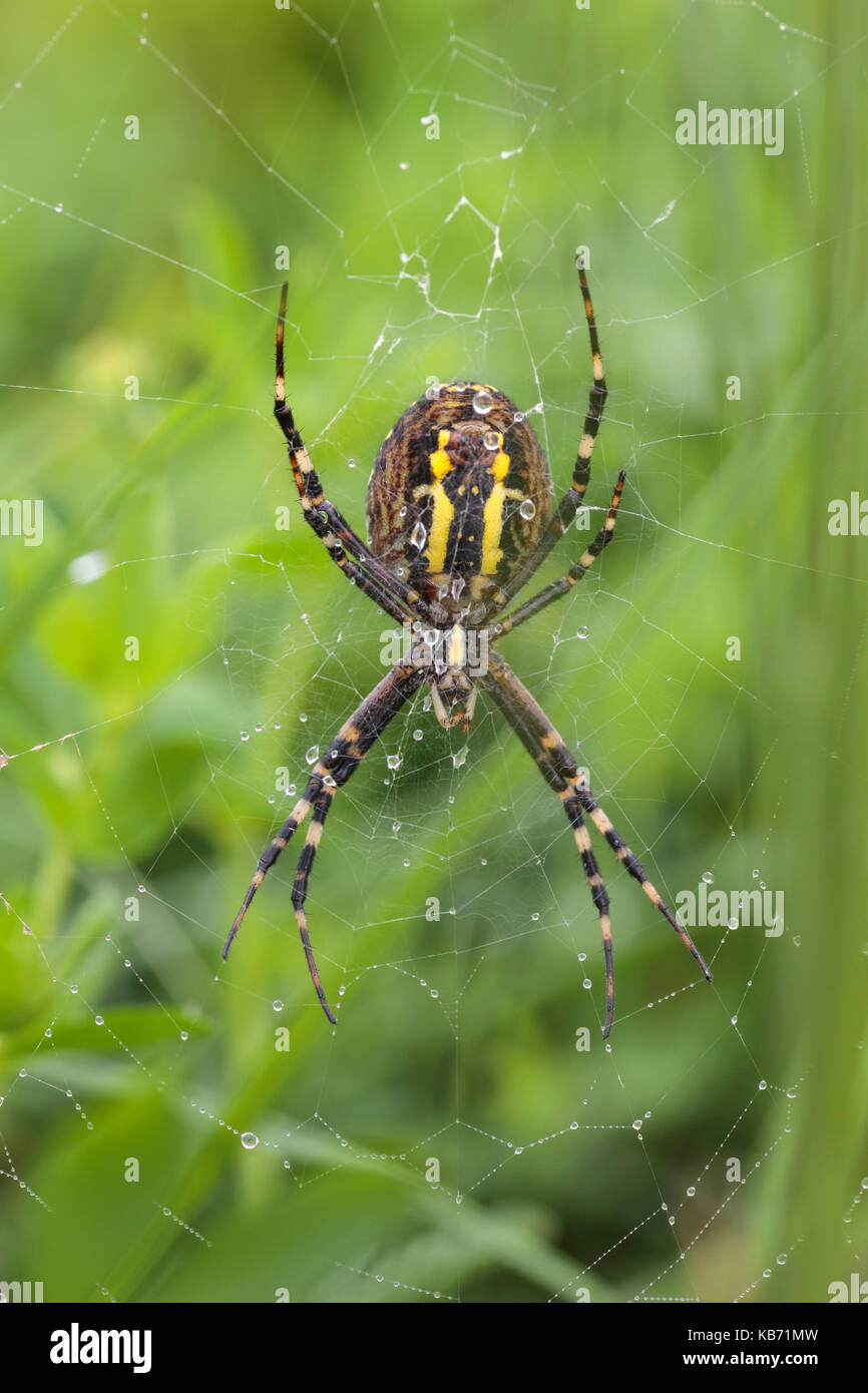 Close up of the underside of one female Wasp Spider (Argiope bruennichi) waiting on a web in a meadow, the Netherlands, Gelderland, Fikkersdries Stock Photo