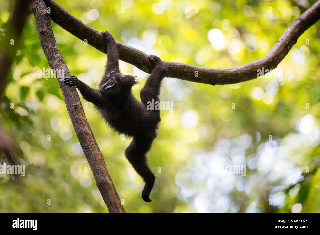 Young Celebes crested macaque (Macaca nigra) hanging on a liana, Indonesia, Sulawesi, Tangkoko National Park Stock Photo