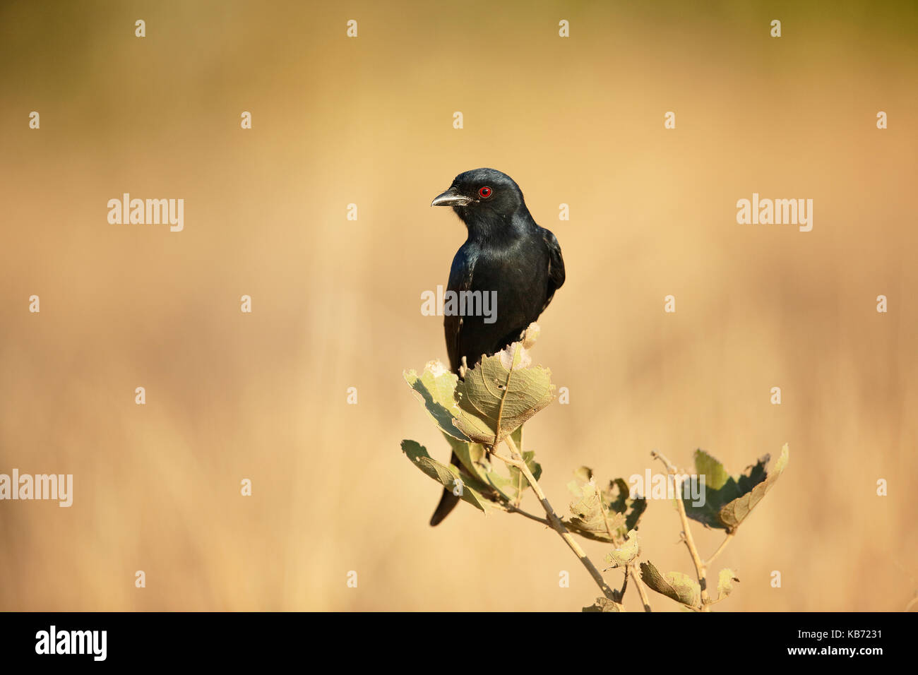 Fork-tailed Drongo (Dicrurus adsimilis) perched on a twig, South Africa, Mpumalanga, Kruger National Park Stock Photo