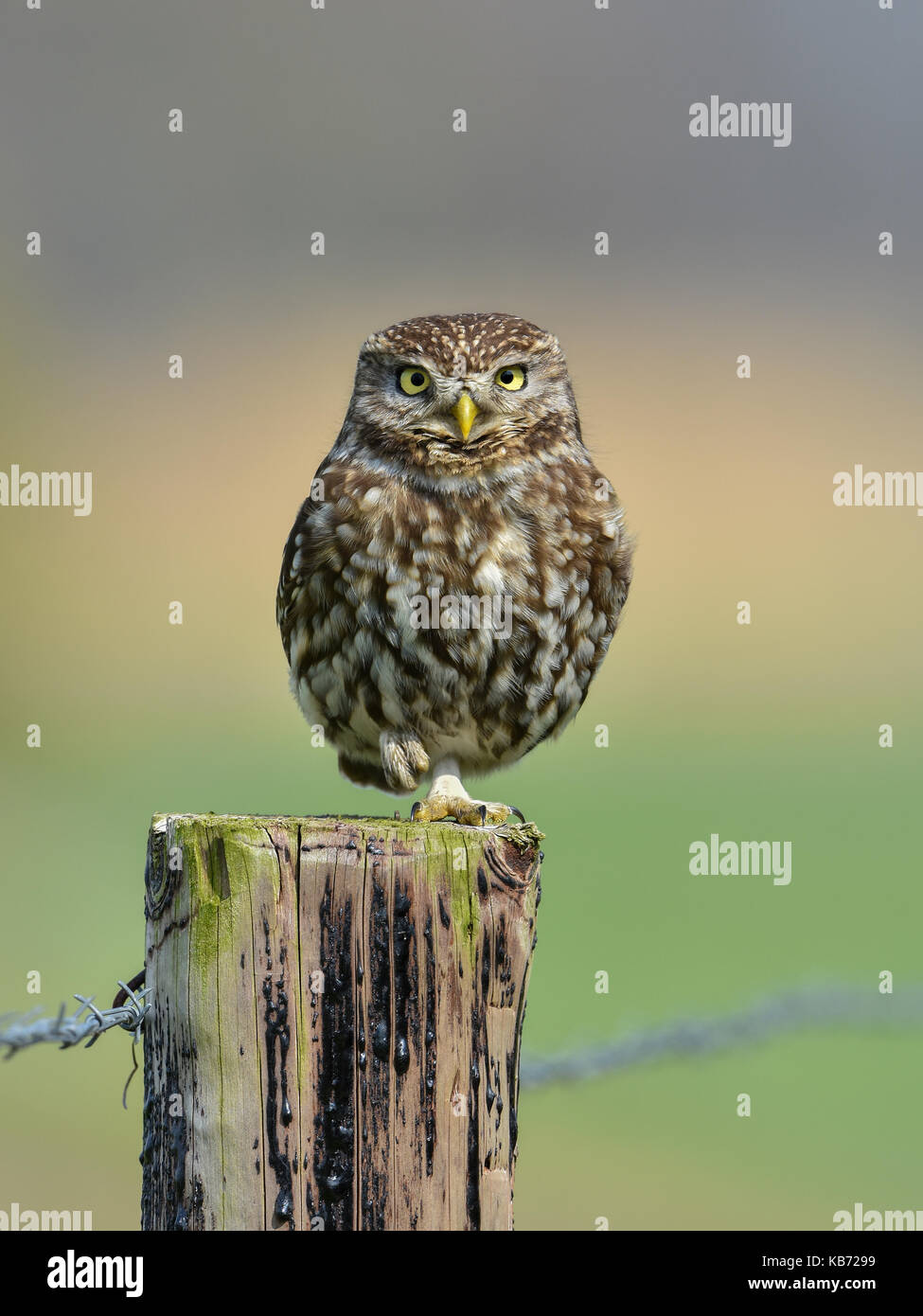 Little Owl (Athene noctua) standing on one leg on a pole, looking at camera, The Netherlands, Gelderland Stock Photo