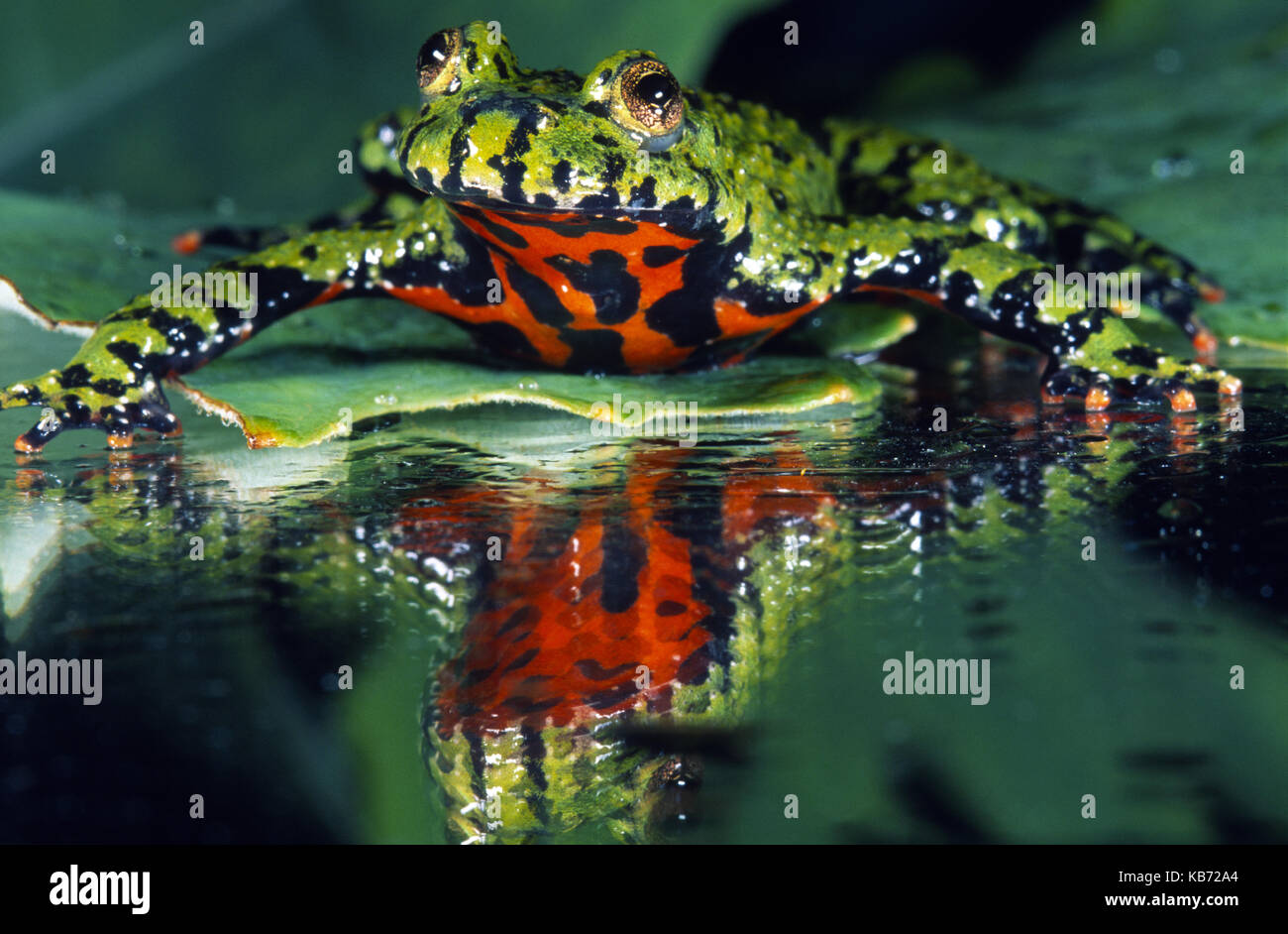 Oriental Fire-bellied Toad (Bombina orientalis) resting on a water lily leaf, Belgium Stock Photo