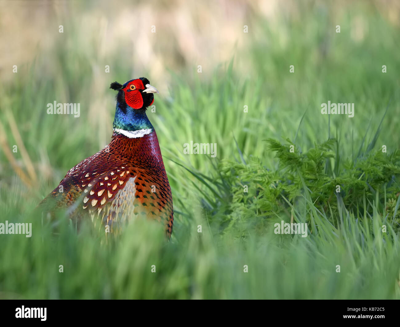 Common Pheasant (Phasianus colchicus) adult male, standing in meadow looking at camera, The Netherlands, Overijssel, Zalk Stock Photo