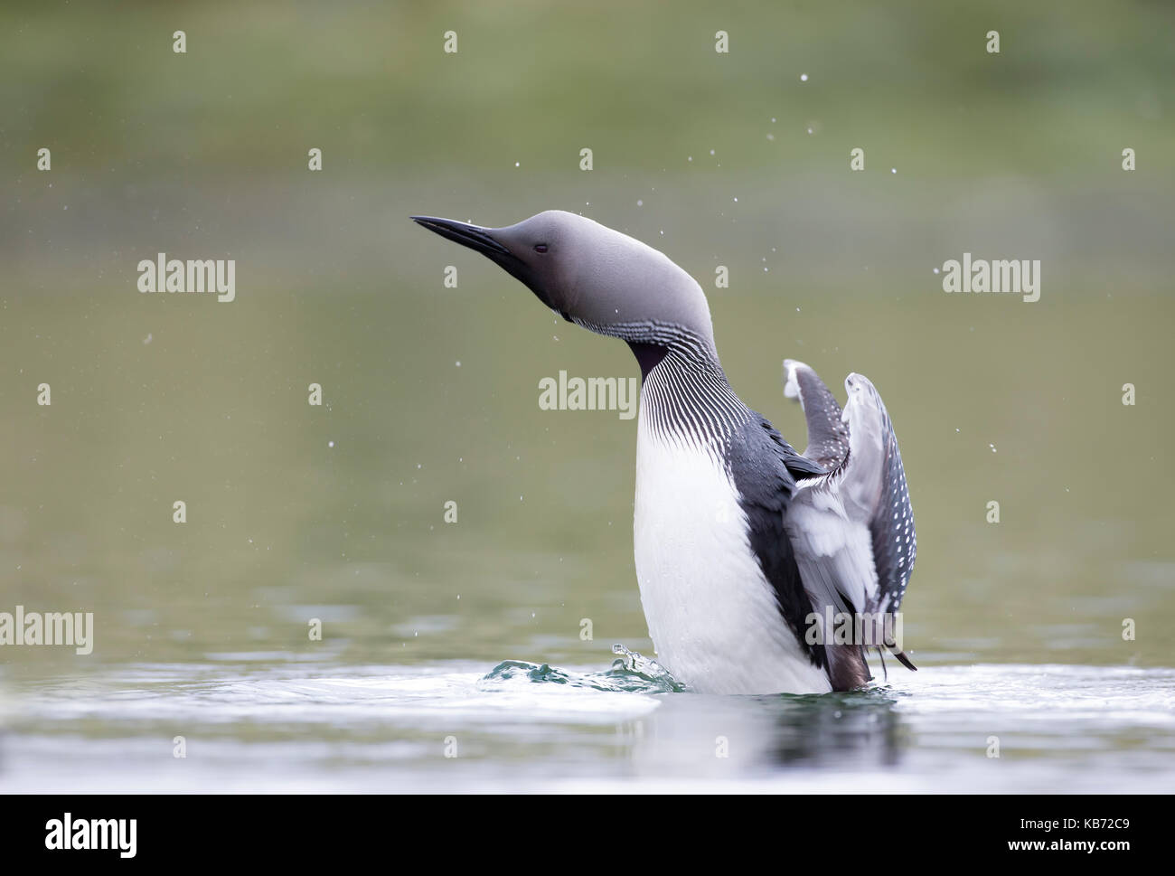 Black-throated Diver (Gavia arctica)  flapping wings on water, Norway, Sor-Trondelag Stock Photo