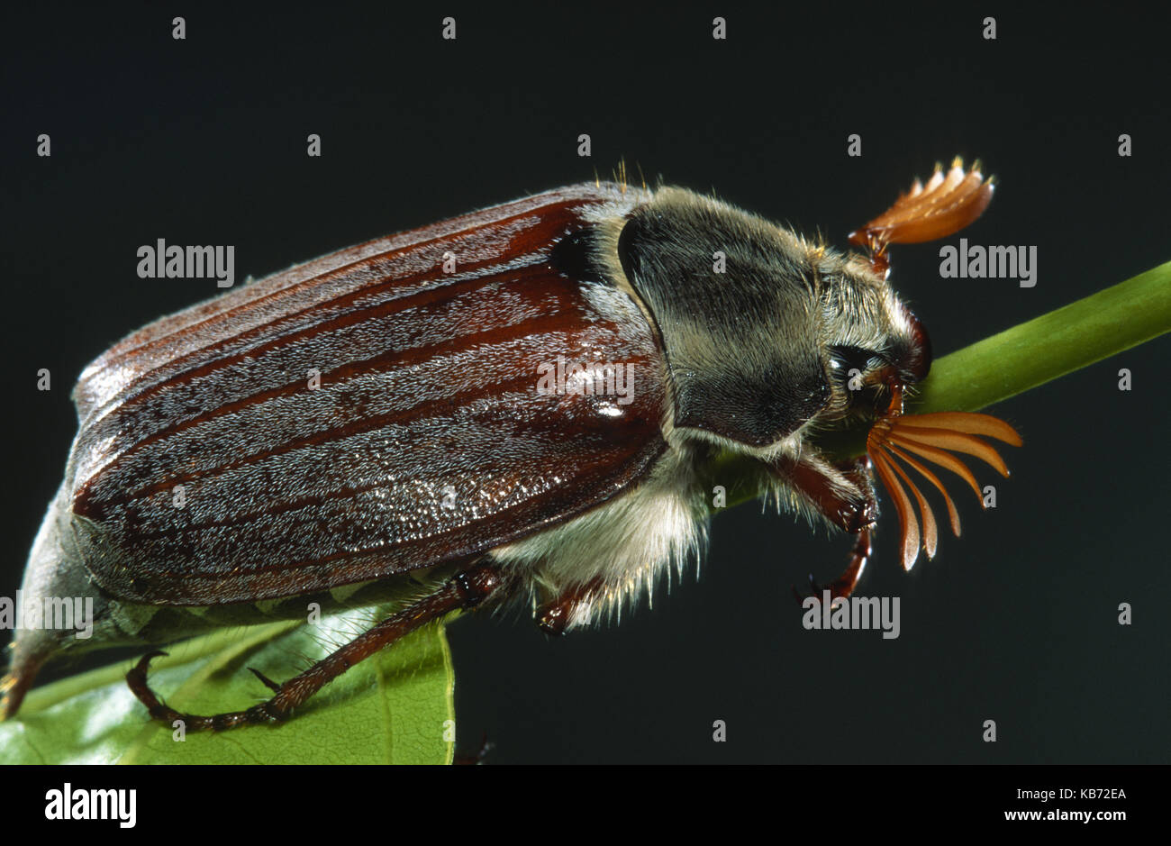 Cockchafer (Melolontha melolontha) on a leaf, Belgium Stock Photo - Alamy