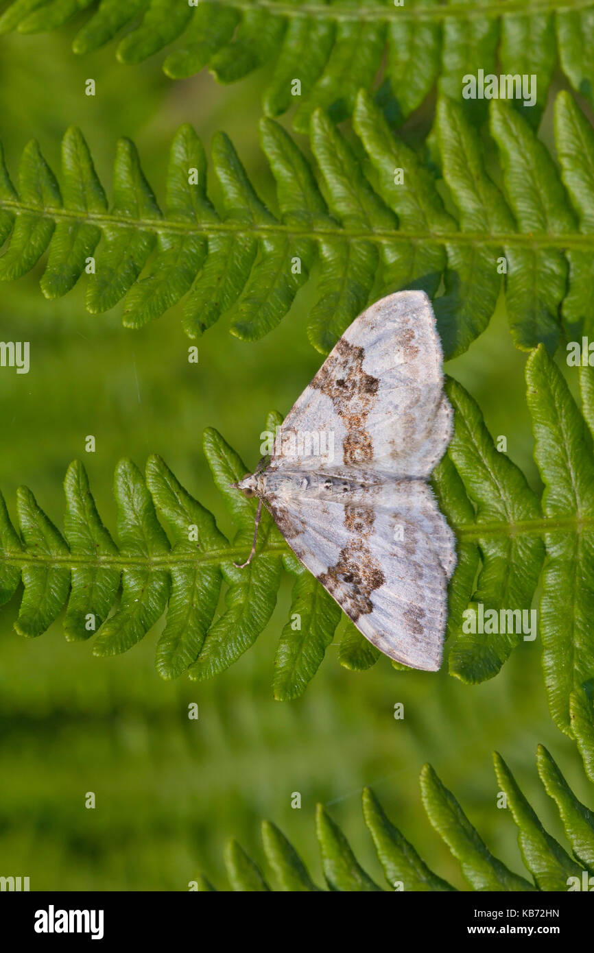 Garden Carpet Moth (Xanthorhoe fluctuata) settled on a fern leaf with wings spread, United