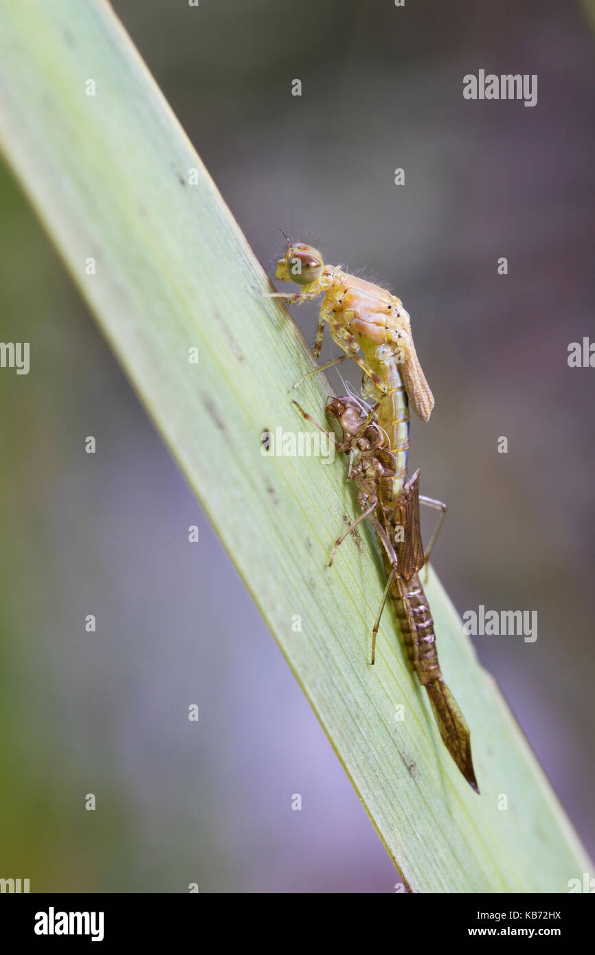 Insect Nymph Casing Blue-tailed Damselfly (Ischnura elegans) adult casting off its nymph ...