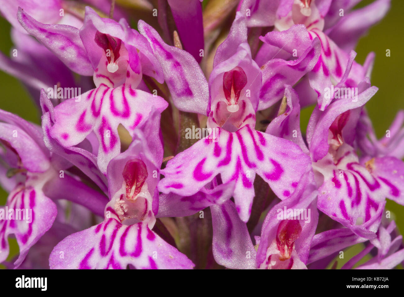 Close-up of flower head of Common Spotted Orchid (Dactylorhiza fuchsii) showing individual flowers, United Kingdom, Devon, Orley Common Stock Photo