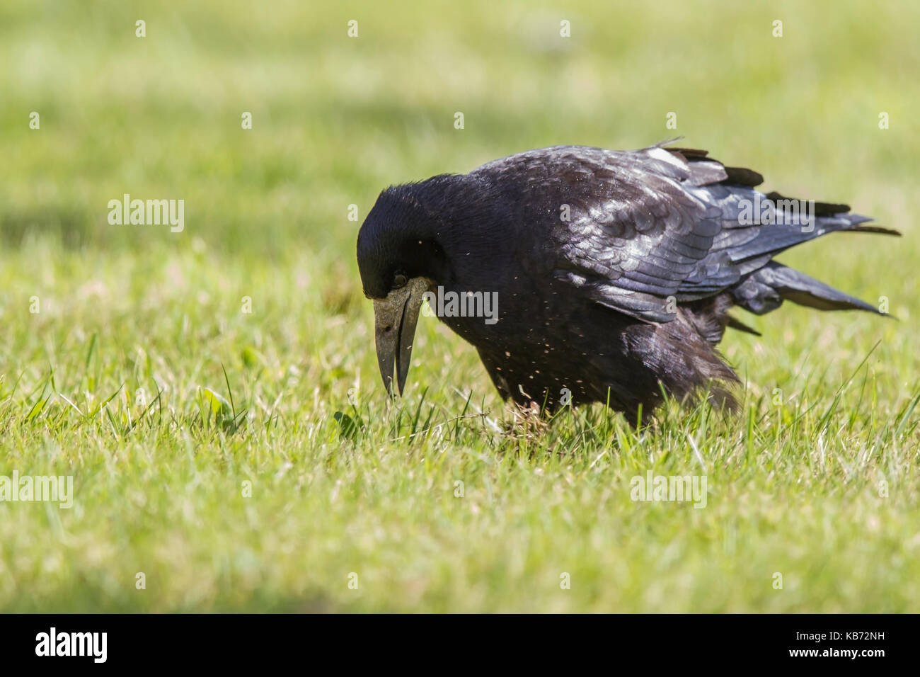 Rook (Corvus frugilegus) digging for Earthworms (Lumbricidae) on sunny meadow Stock Photo