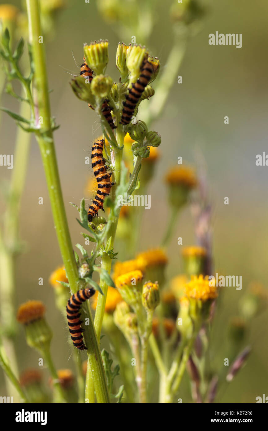 Four caterpillars of the Cinnabar Moth (Tyria jacobaeae) eating on Ragwort (Jacobaea vulgaris), the Netherlands, gelderland, Fikkersdries Stock Photo