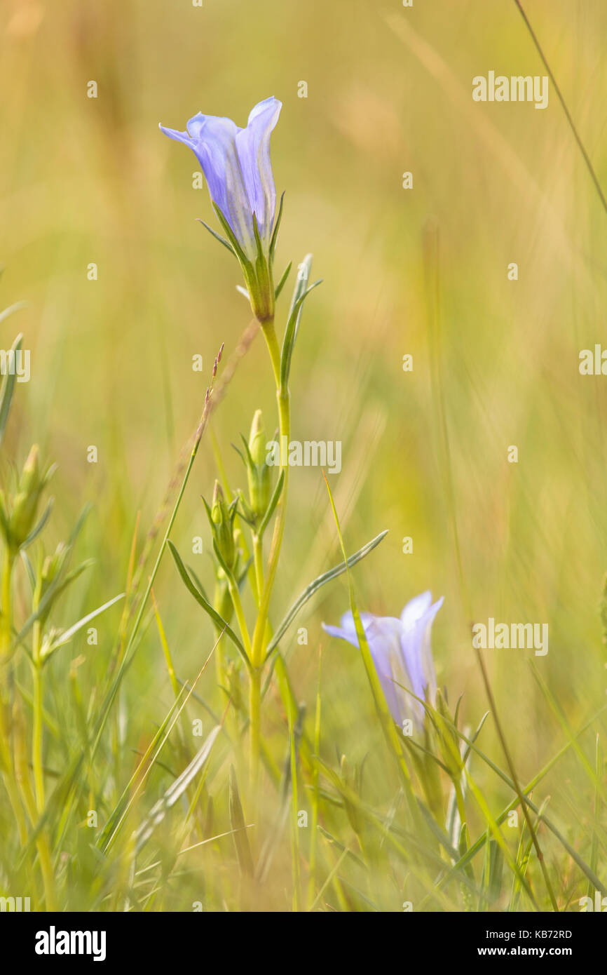 Two flowering Marsh Gentian (Gentiana pneumonanthe), the Netherlands, gelderland, Stelkampsveld Stock Photo