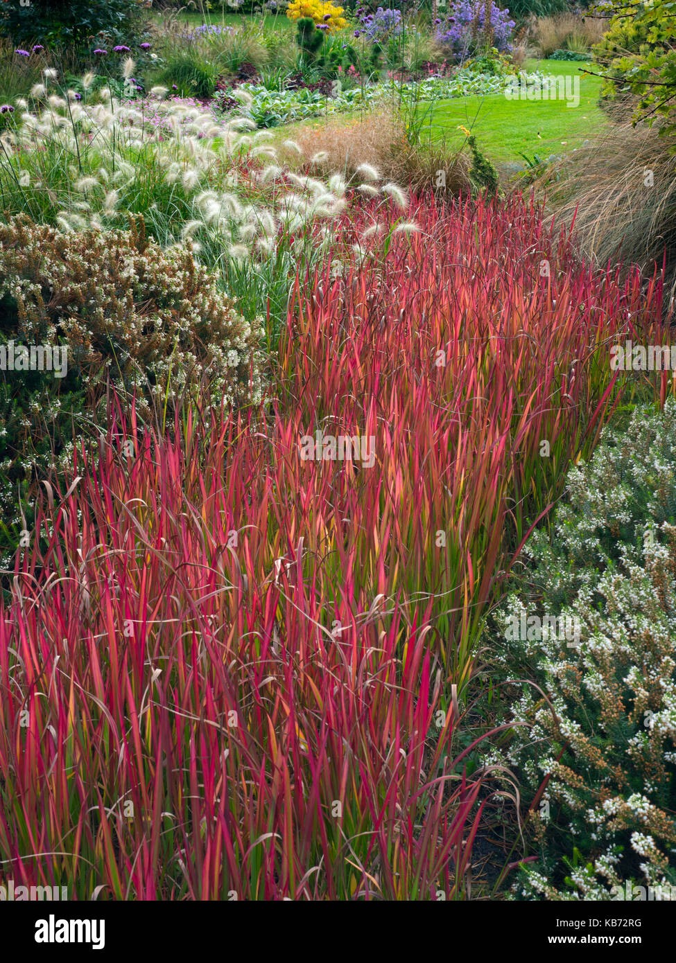 red baron japanese blood grass