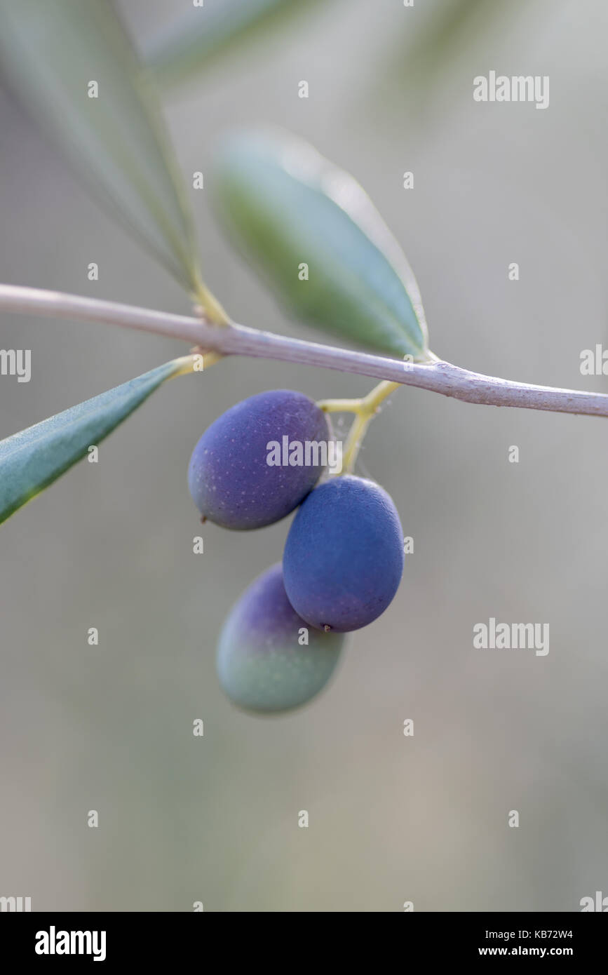Ripening olives on the branch Stock Photo - Alamy