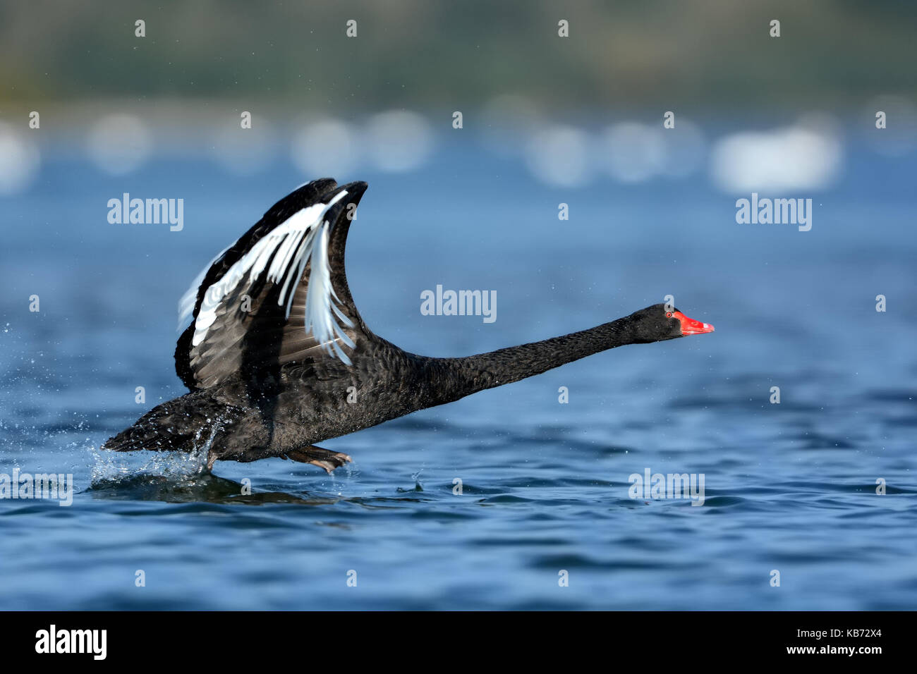 Black Swan (Cygnus atratus) running over the water, The Netherlands Stock  Photo - Alamy