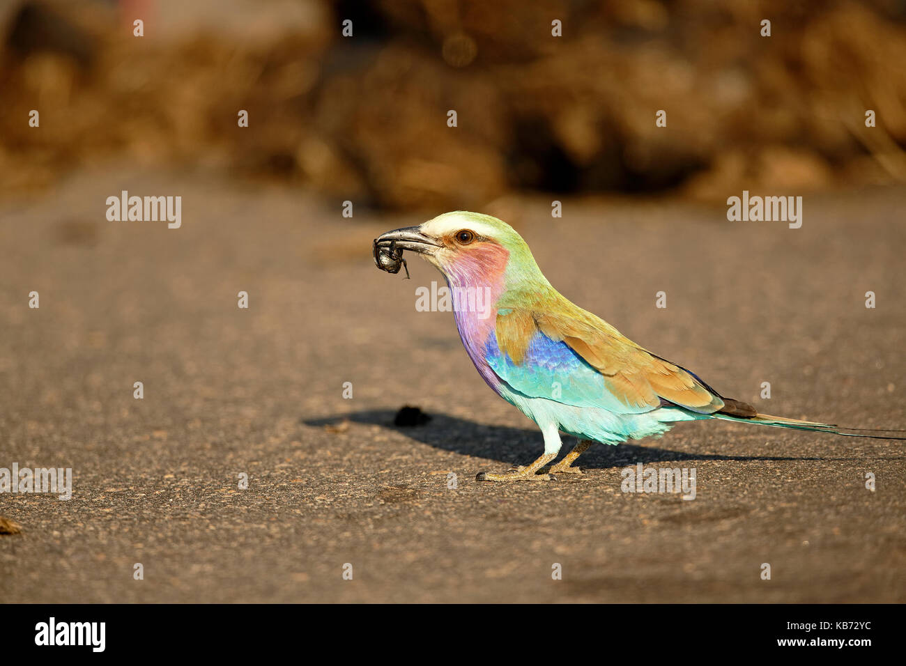 Lilac-breasted Roller (Coracias caudata), adult sitting on the ground and feeding on a Dung Beetle (Scarabaeidae), South Africa, Mpumalanga, Kruger National Park Stock Photo
