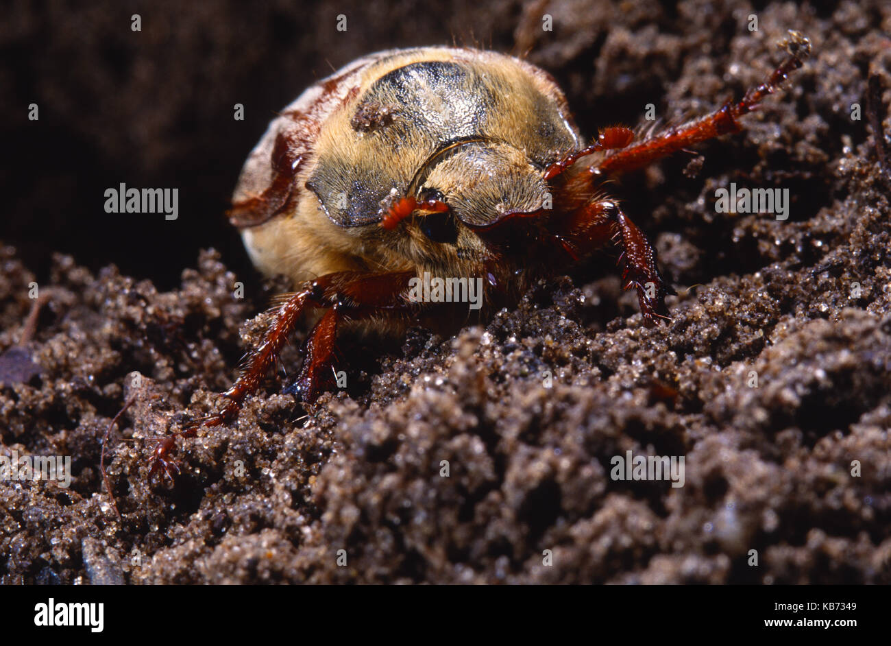 Cockchafer (Melolontha melolontha)  in the sand, facing the camera, Belgium Stock Photo