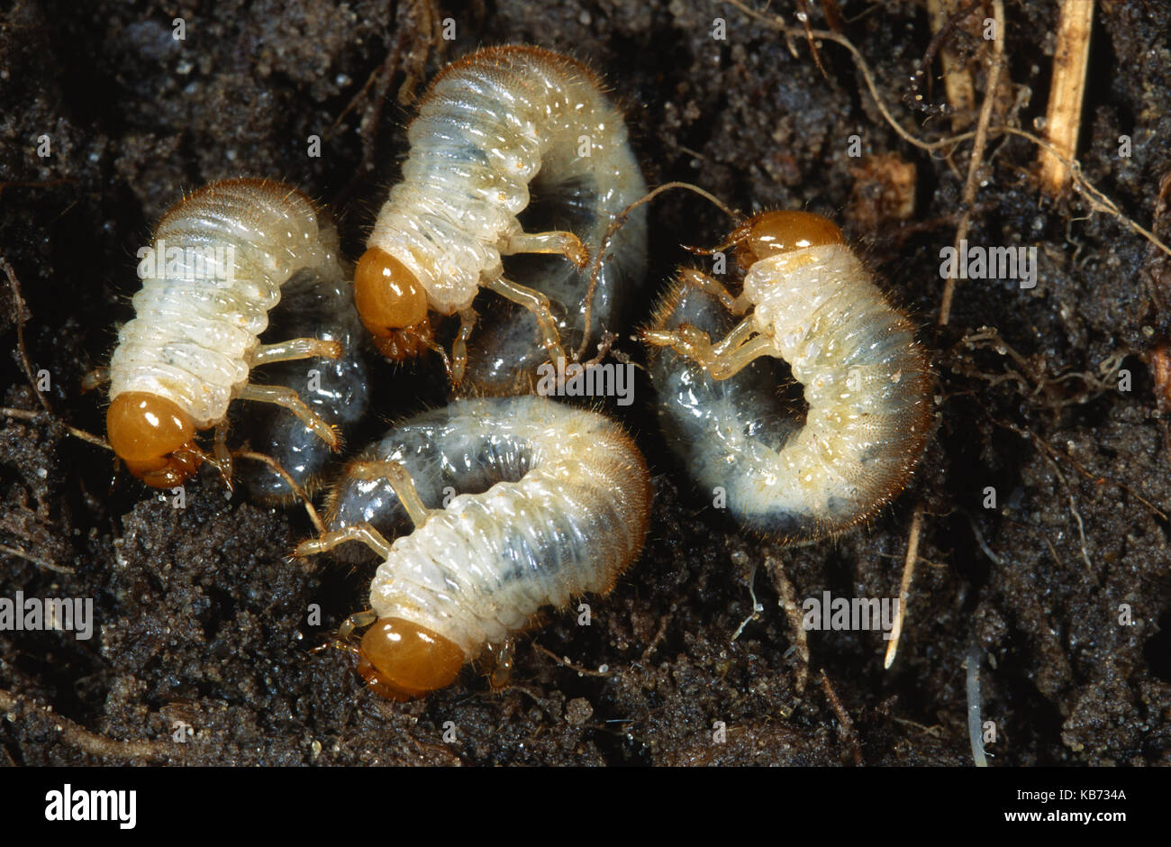 Cockchafer (Melolontha melolontha) larvae, Belgium Stock Photo