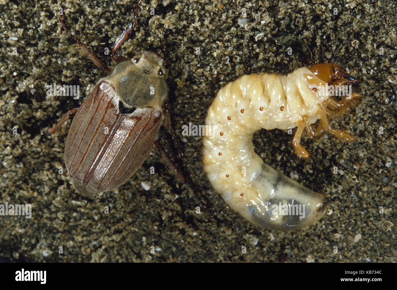 Cockchafer (Melolontha melolontha) with larva, Belgium Stock Photo