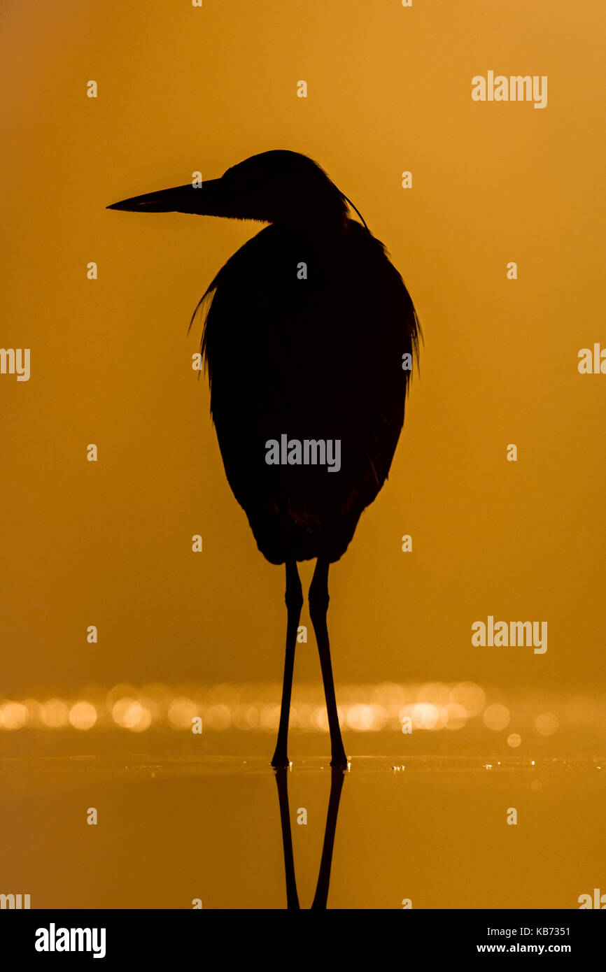 Grey Heron  (Ardea cinerea) in silhouette at night, Hungary, Bacs-kiskun, Kiskunsagi National Park Stock Photo