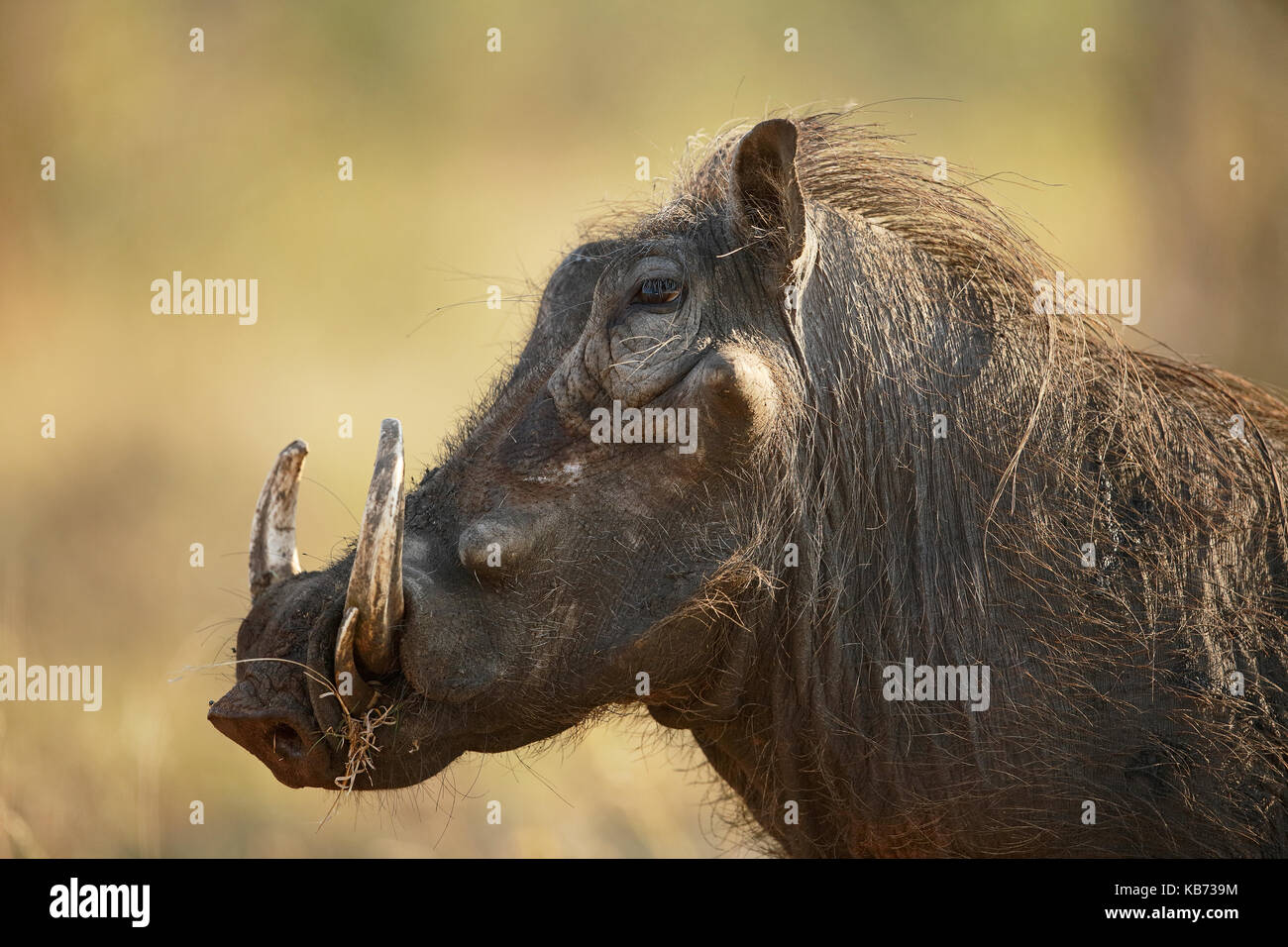 Common Warthog (Phacochoerus Africanus), Male, Adult,, South Africa ...