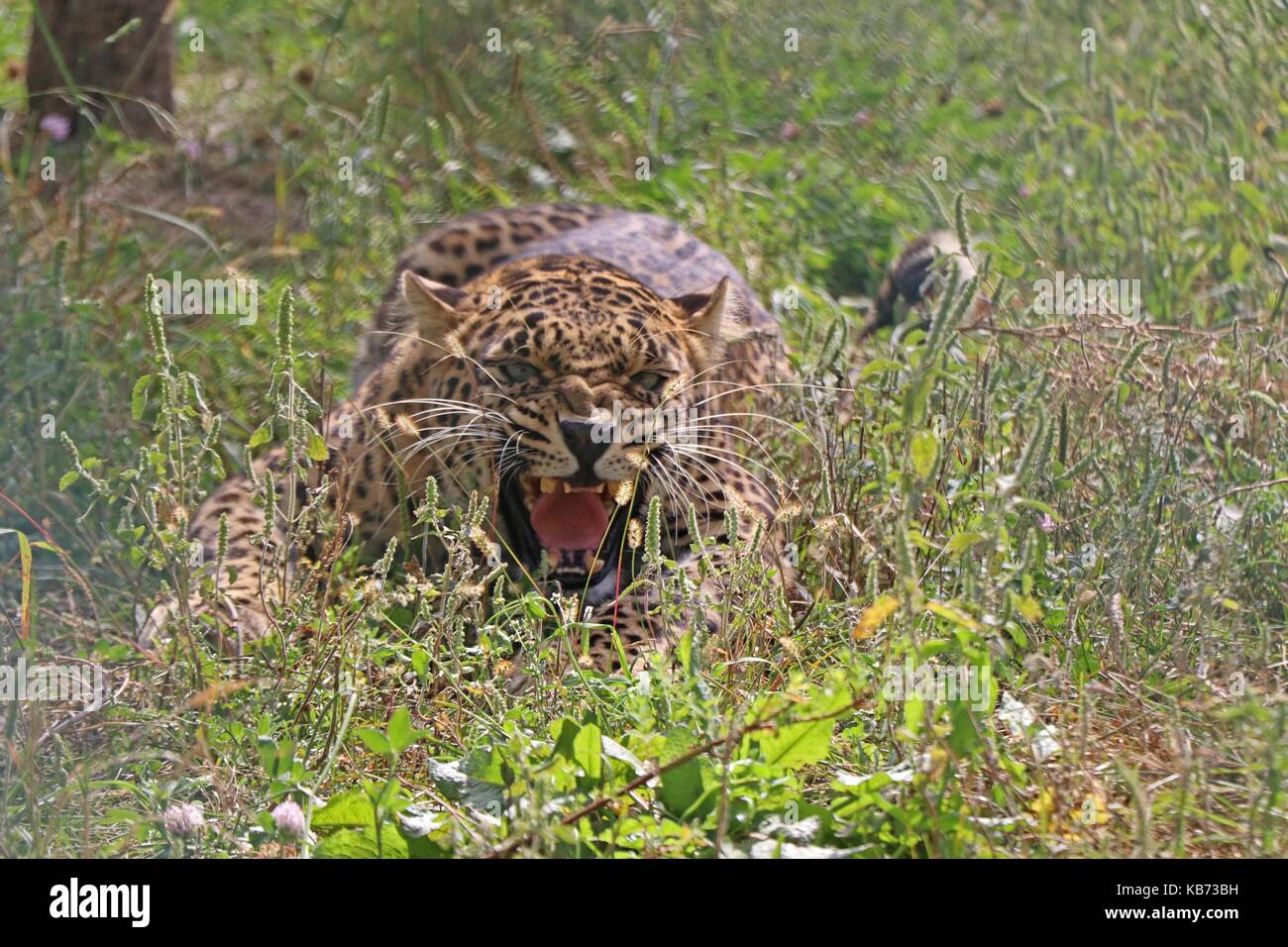 India. 27th Sep, 2017. A leopard roaring at the wild animals rescue