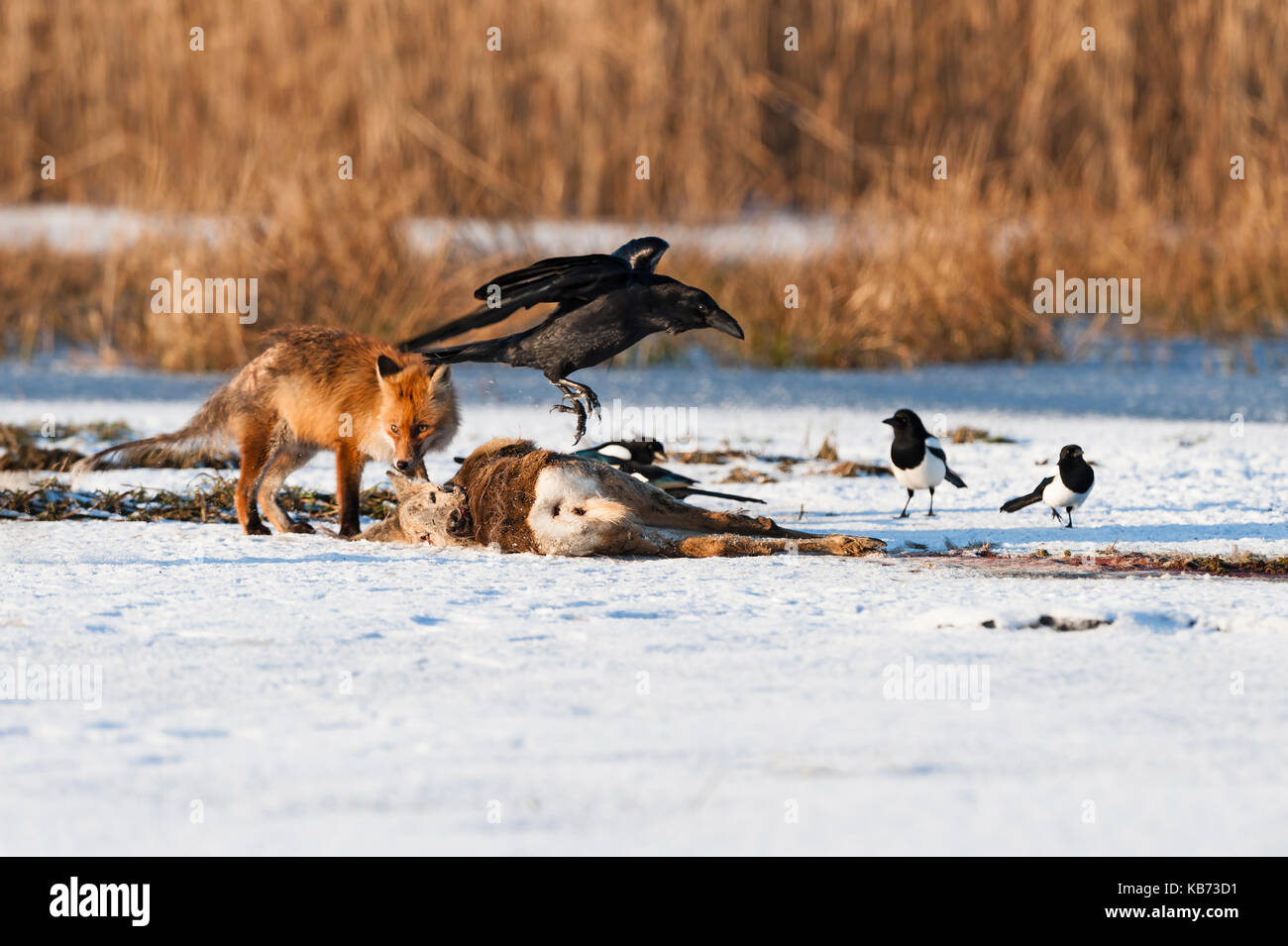 Red fox and raven hi-res stock photography and images - Alamy, image size:1300x955