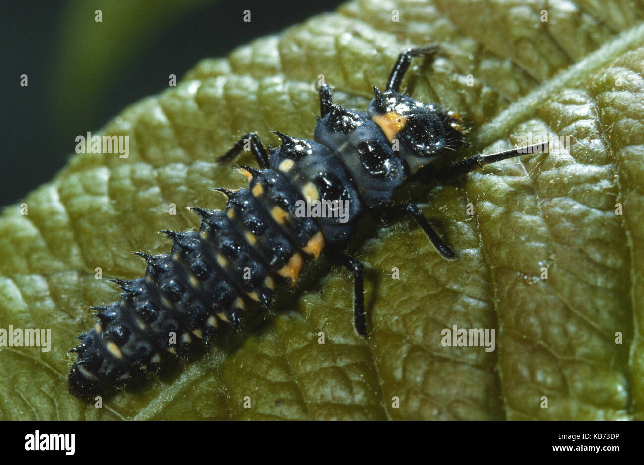 Seven-spot Ladybird (Coccinella Septempunctata) larva on a leaf, Belgium Stock Photo