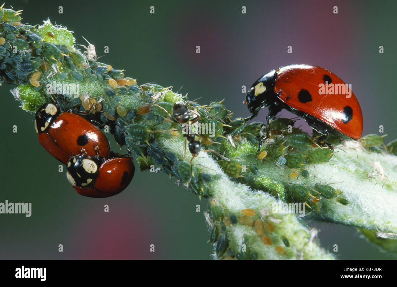 Seven-spot Ladybird (Coccinella Septempunctata) and Two-spotted Ladybeetle (Adalia bipunctata) pair on a stem with aphids and an ant, Belgium Stock Photo