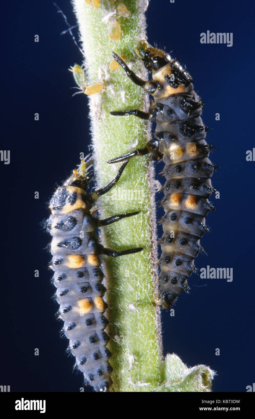 Seven-spot Ladybird (Coccinella Septempunctata) larvae on a stem with aphids, Belgium Stock Photo